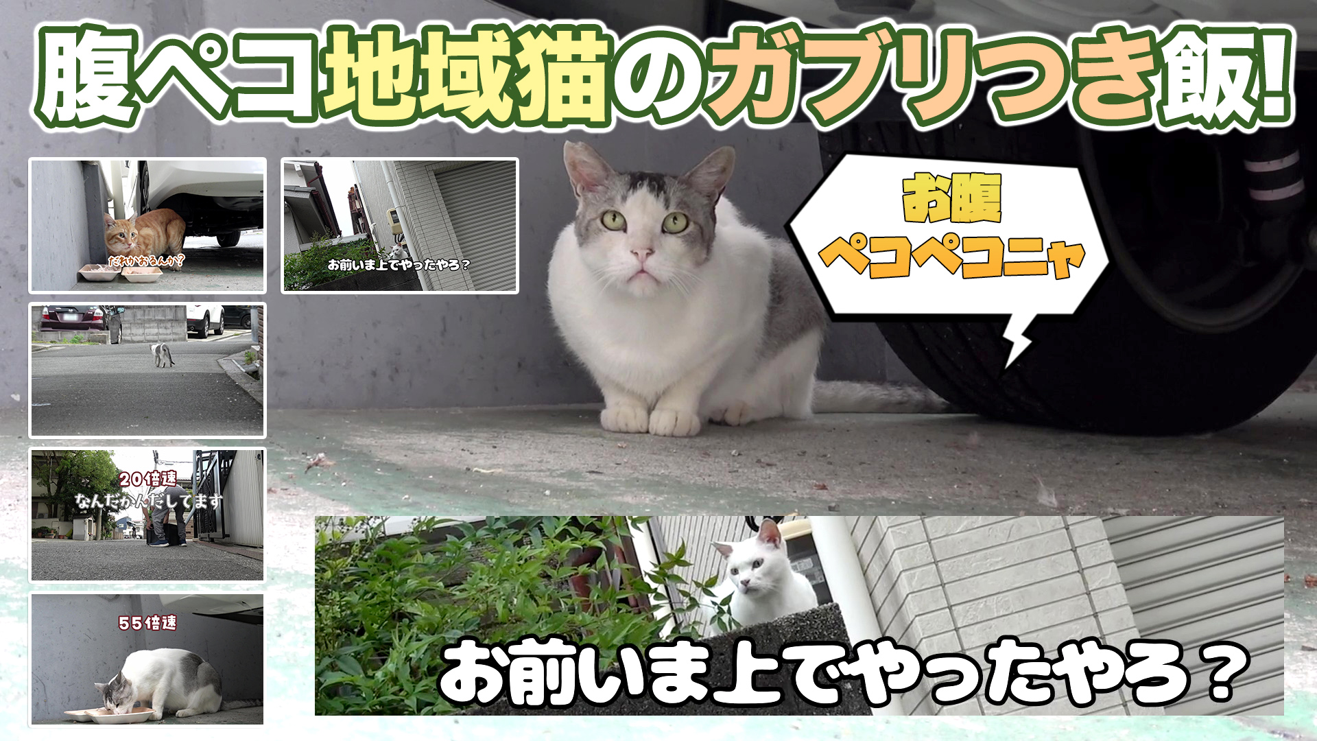 のらねこ 71R7gFGGcbL.jpg