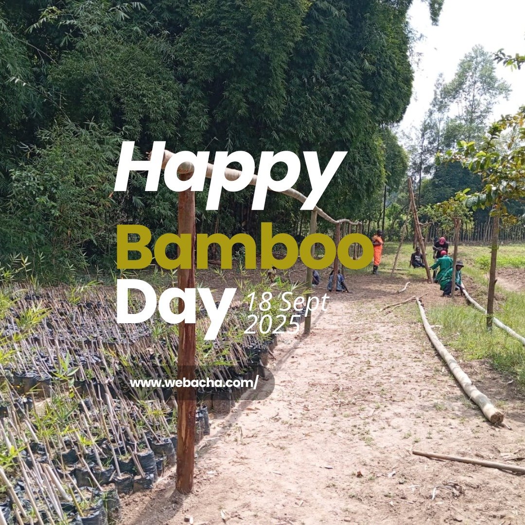 Webacha wishes you a happy world bamboo day