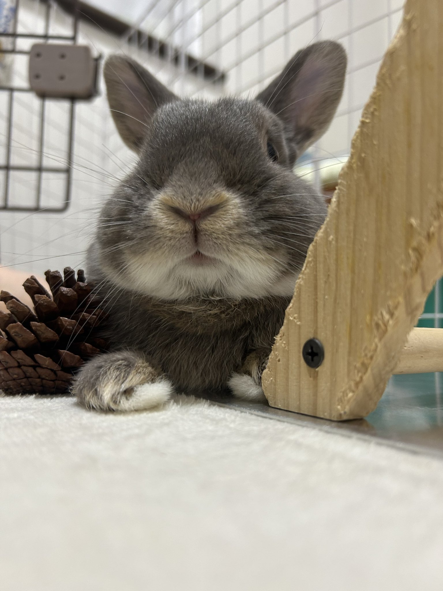 うさぎXうさぎ Amazon.co.jp: foxy illustrations BUNNY フォクシー
