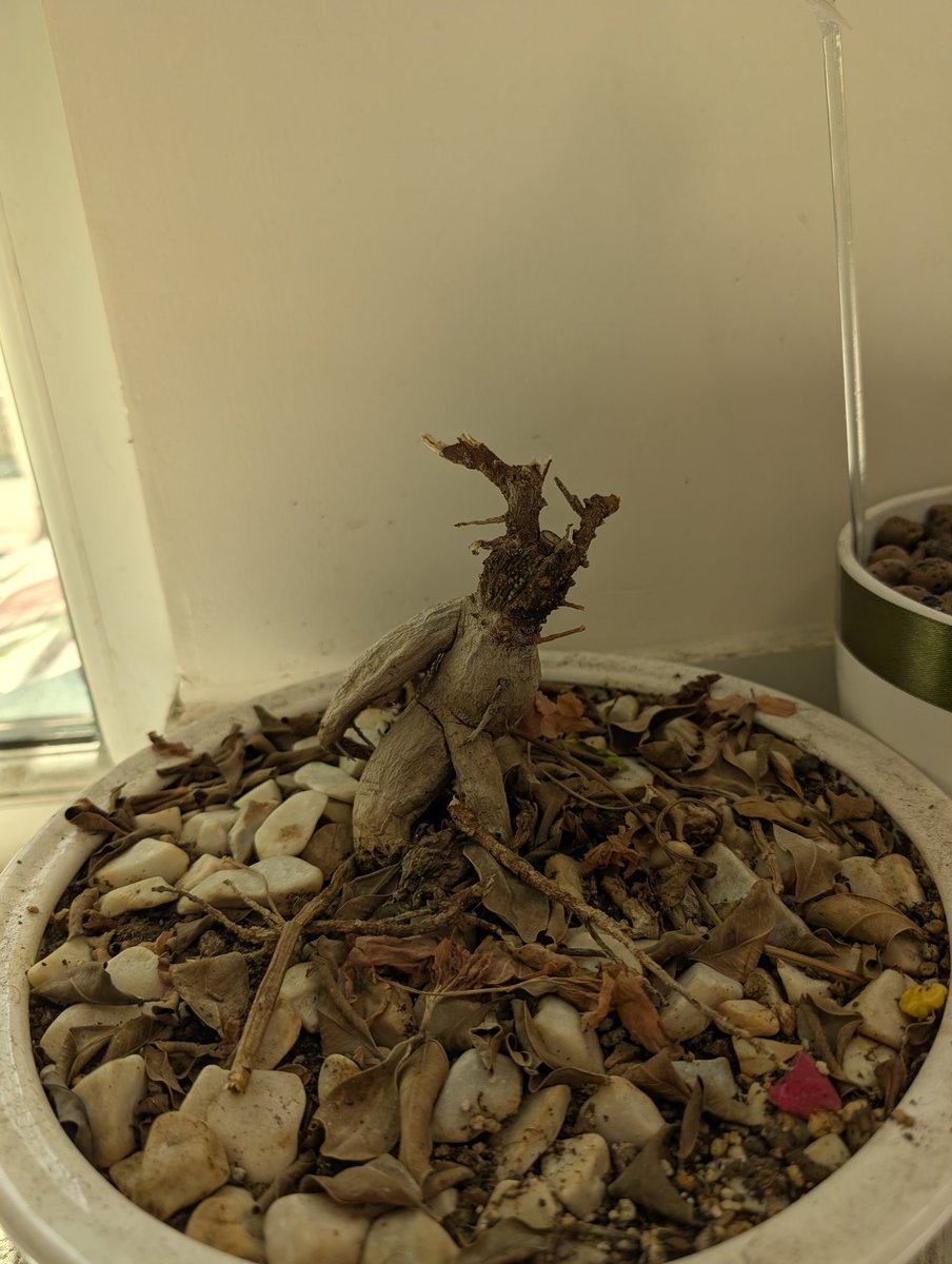 آخ آخ آخ پام گرفت پام گرفت