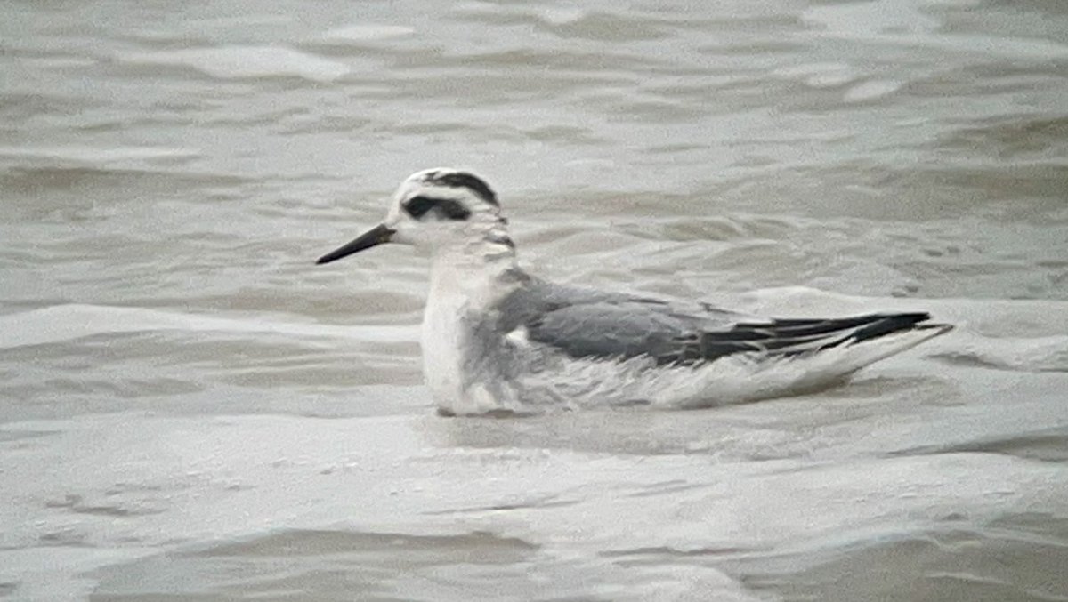 A walk along Llanrhystyd beach to Llansanffraidd, Ceredigion this morning came up trumps with a very tame Grey Phalarope. Still here as I type. Spending quality one to one time with this little beauty. 2 Knot, 2 Sanderling, Golden Plover, Bl t Godwit and 20 Med Gulls too☺️👍
