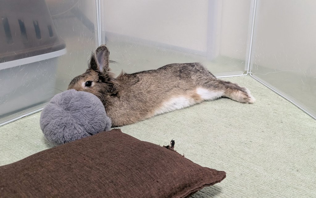 mlkchcusa's tweet image. うさぎ落ちてた

#うさぎ #うさぎのいる暮らし