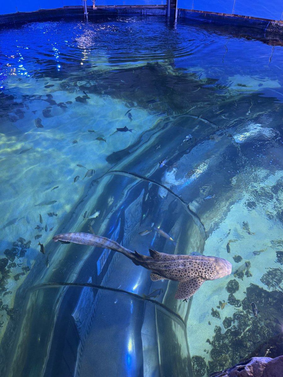 Have you ever wanted to feed one of our sharks or rays? Well now you can! 🌊 🦈

Why not book one of our shark and ray feeding experiences and get up close and personal with our Zebra Shark and our Cownose Rays! 🦈 

Book now via the link in our bio! 💙