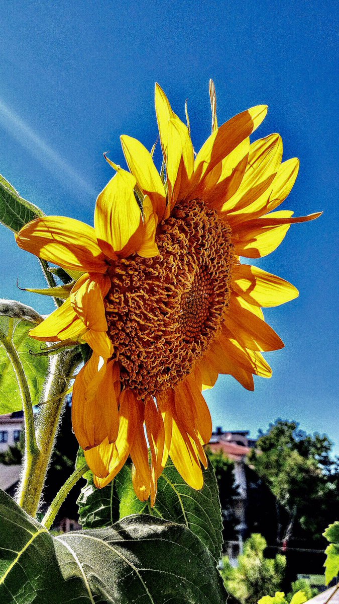 Arzu ve istekler #köleliği geliştirir #efendisi olmayı deneyin
#sunflower #Ayçiçeği
