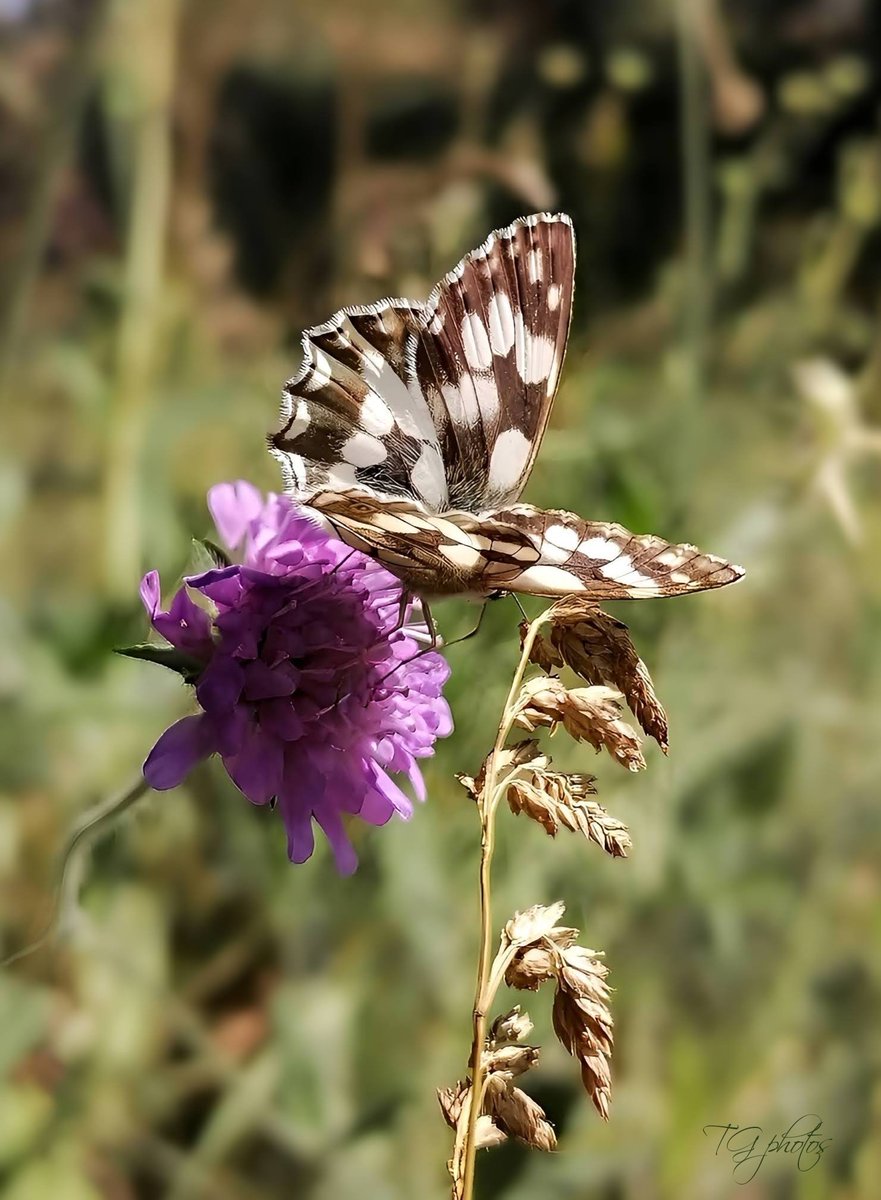 In this photo the Half-mourning (Melanargia galathea) it is a rather timid butterfly that is difficult to approach to photograph it and it is better to favor a long focal length lens. 
Photo taken in the department of the territory of Belfort (90)Danjoutin, France 2025 📸