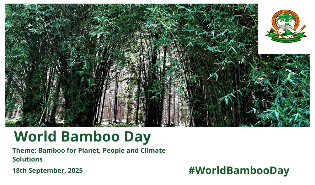 LondianiKfc's tweet photo. 🎋 Happy #WorldBambooDay! 
Bamboo is Kenya’s green gold, boosting livelihoods, conserving nature, and fighting climate change. 🌱
#BambooForSustainability #KFC https://t.co/GFJDlIyVOd