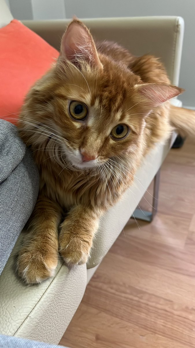 Cumartisi günü dom günüme gelemler patime mum diksim 🕯️