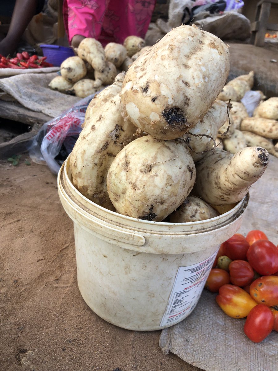 Benue Yam; Big Tubers.

We have Sugbe (1) and Gaaku(2)
Pure White and Sweet. 

40k plus Delivery 
10 Big tubers 
1 rubber of Sweet potatoes 
1 rubber of Garri  

FREE SWEET ORANGES.