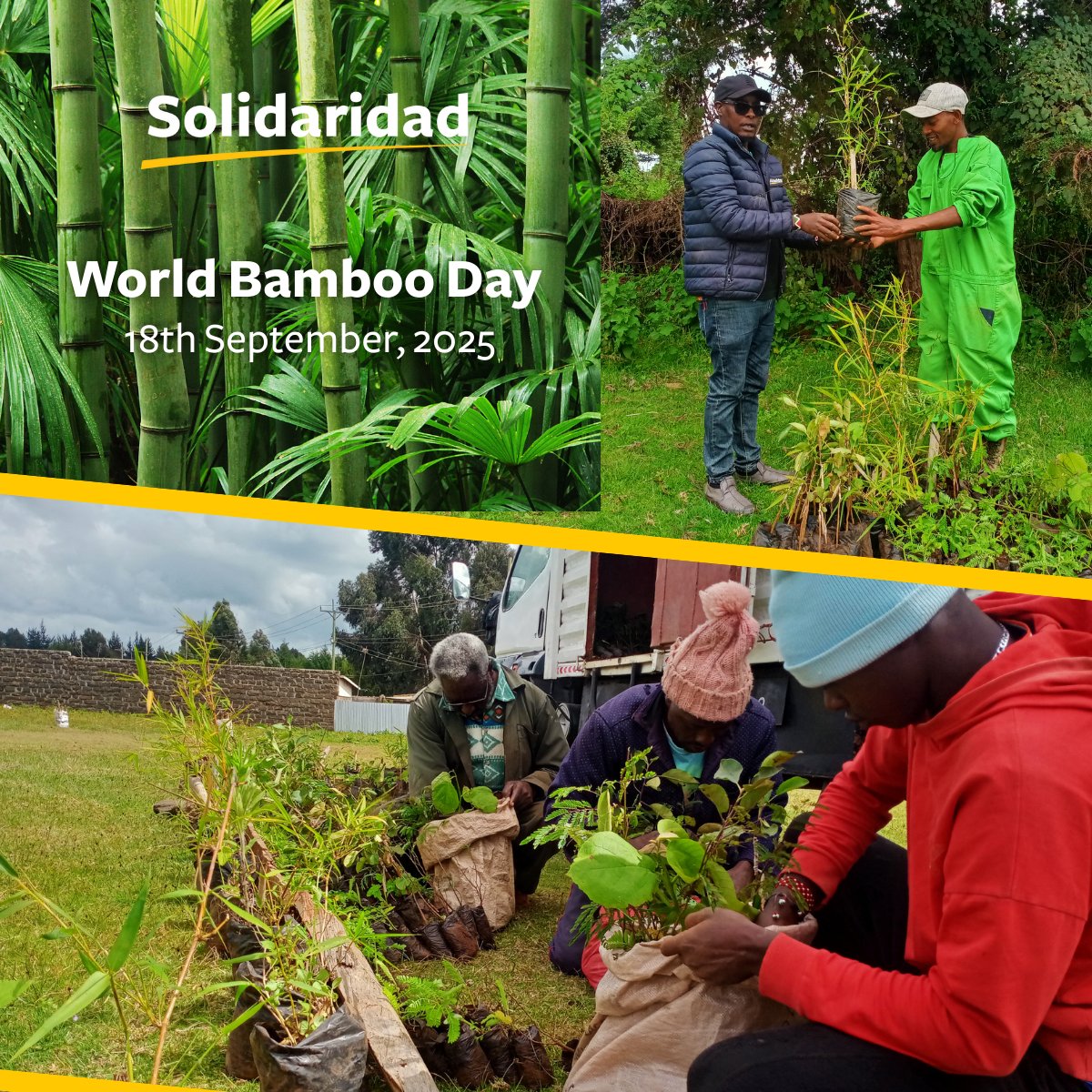 #WorldBambooDay In Nyandarua, 🇰🇪, bamboo is transforming farms! Through our SAVE project, we’re planting bamboo + trees like Grevillea, Neem &amp; Avocado to:
✅ Stops erosion
✅ Boosts water retention
✅ Supports farmer incomes
 #Agroforestry <a href="/WRIClimate/">WRI Climate</a> <a href="/onetreeplanted/">One Tree Planted</a>