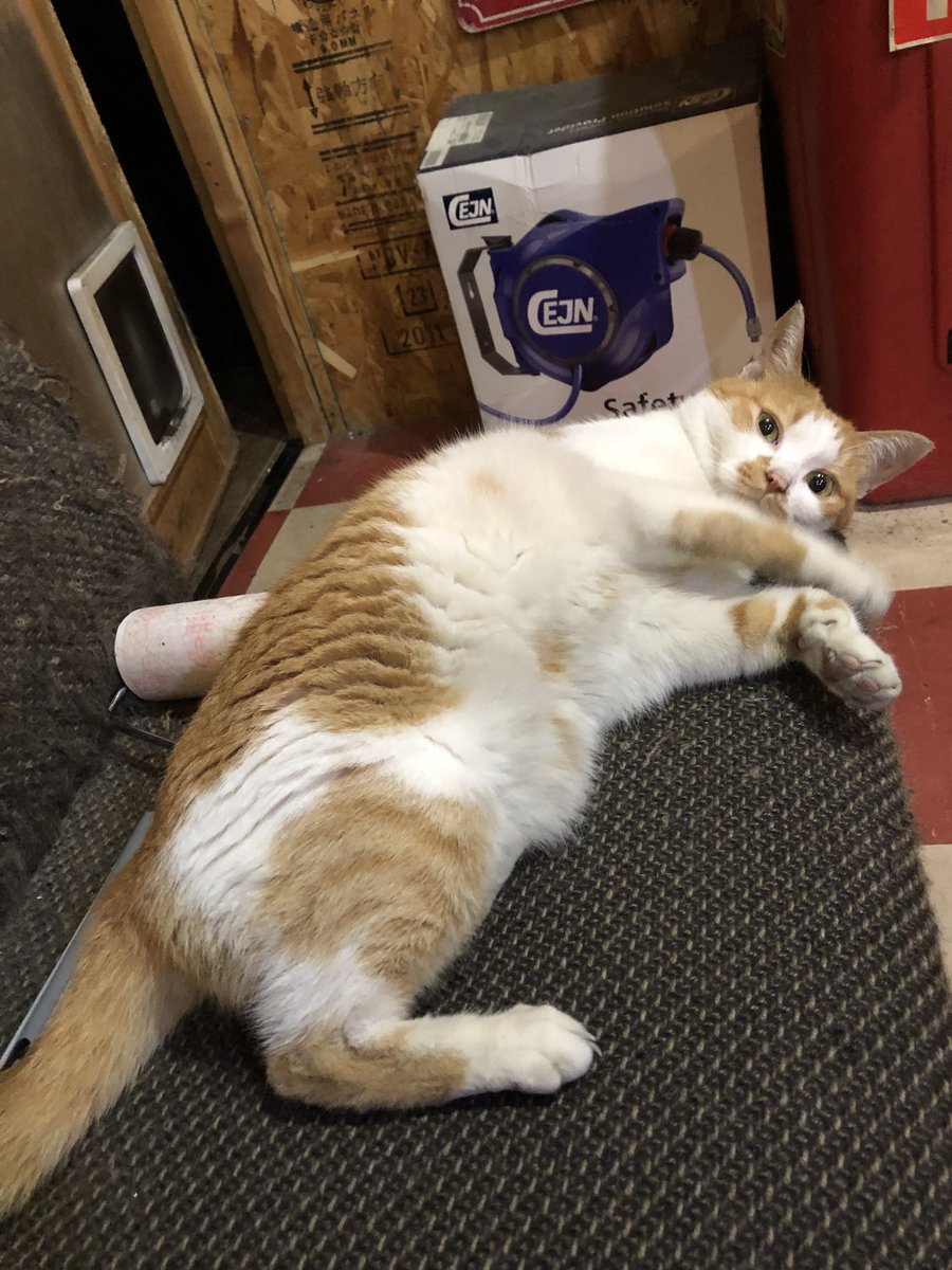 猫 猫用首輪 necoco ネココ キャットカラー ブルー | ペティオ