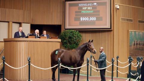 Keeneland November Breeding Stock Sale satışına katılım göstermek isteyen at sahipleri ve yetiştiricilerimiz cemozbelge@hrp.com.tr mail adresine iletişim bilgileri ile ulaşabilirler.
