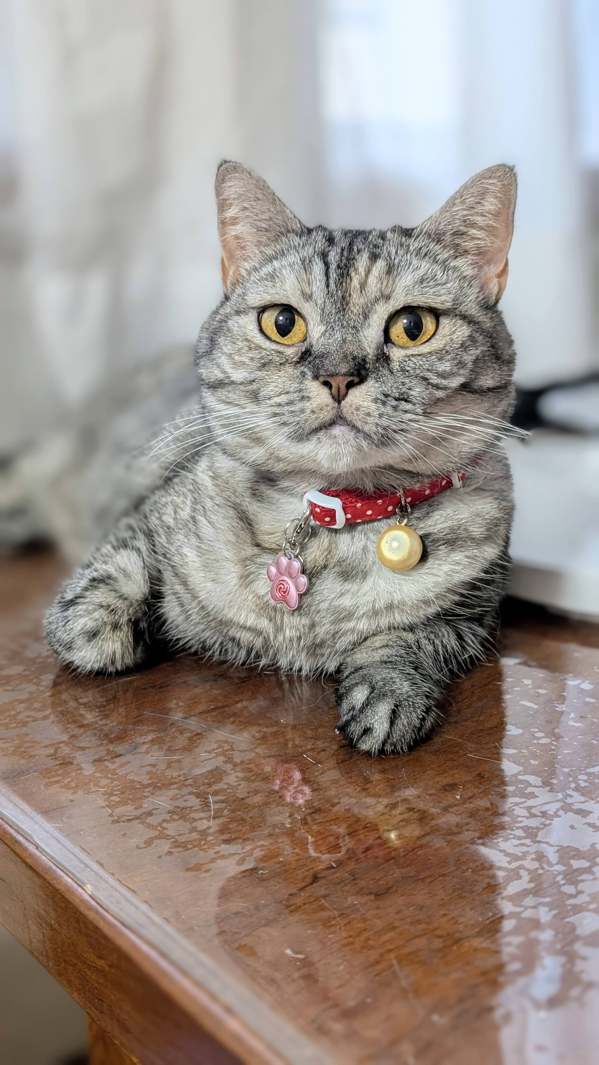 猫 F1pVvRLaMAEUAdU.jpg:large