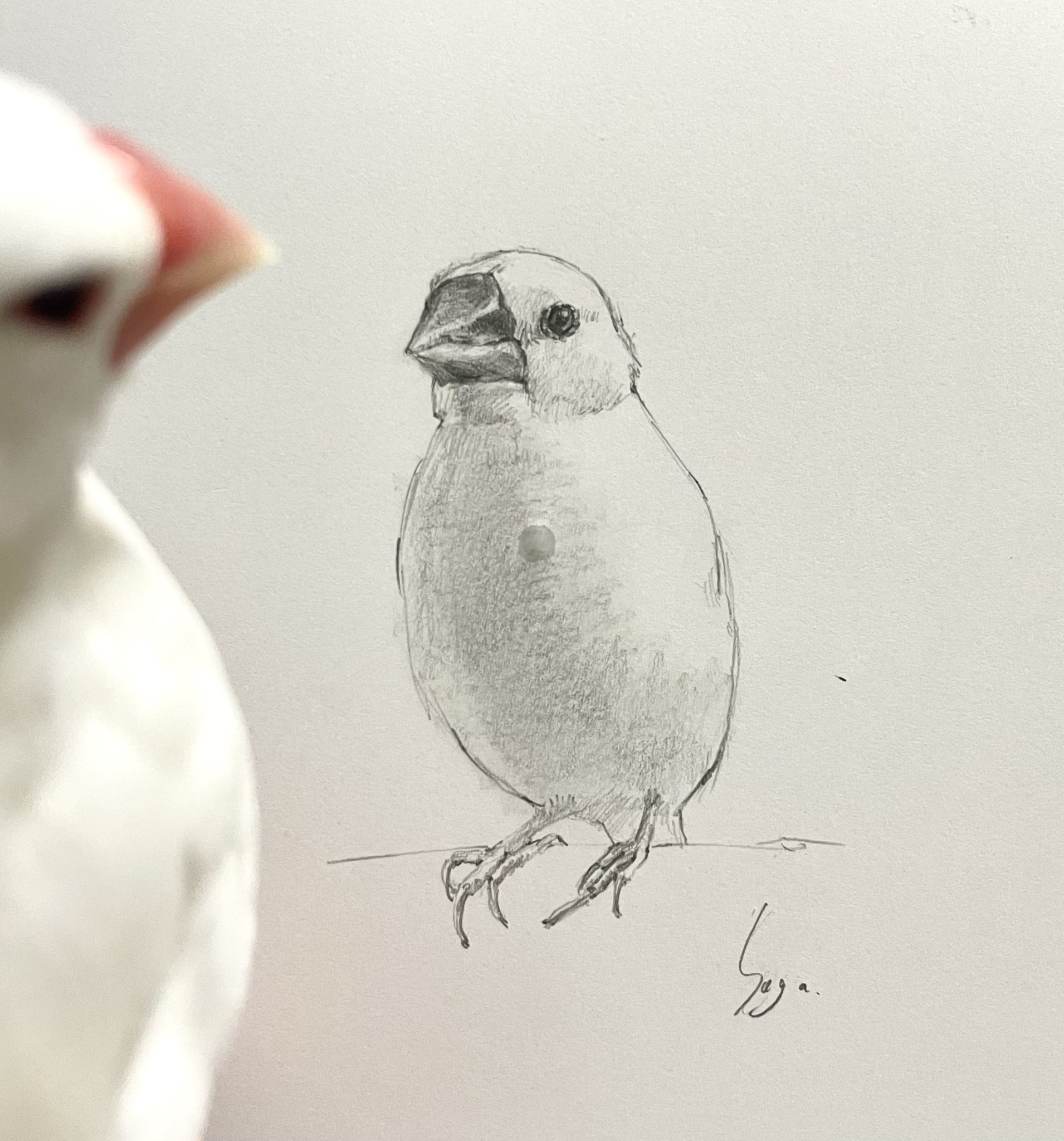 白鷗【小鳥＝羽虫無心】肉質画 白鷗【小鳥＝羽虫無心】肉質画 白鷗【小鳥＝羽虫無心】肉質画