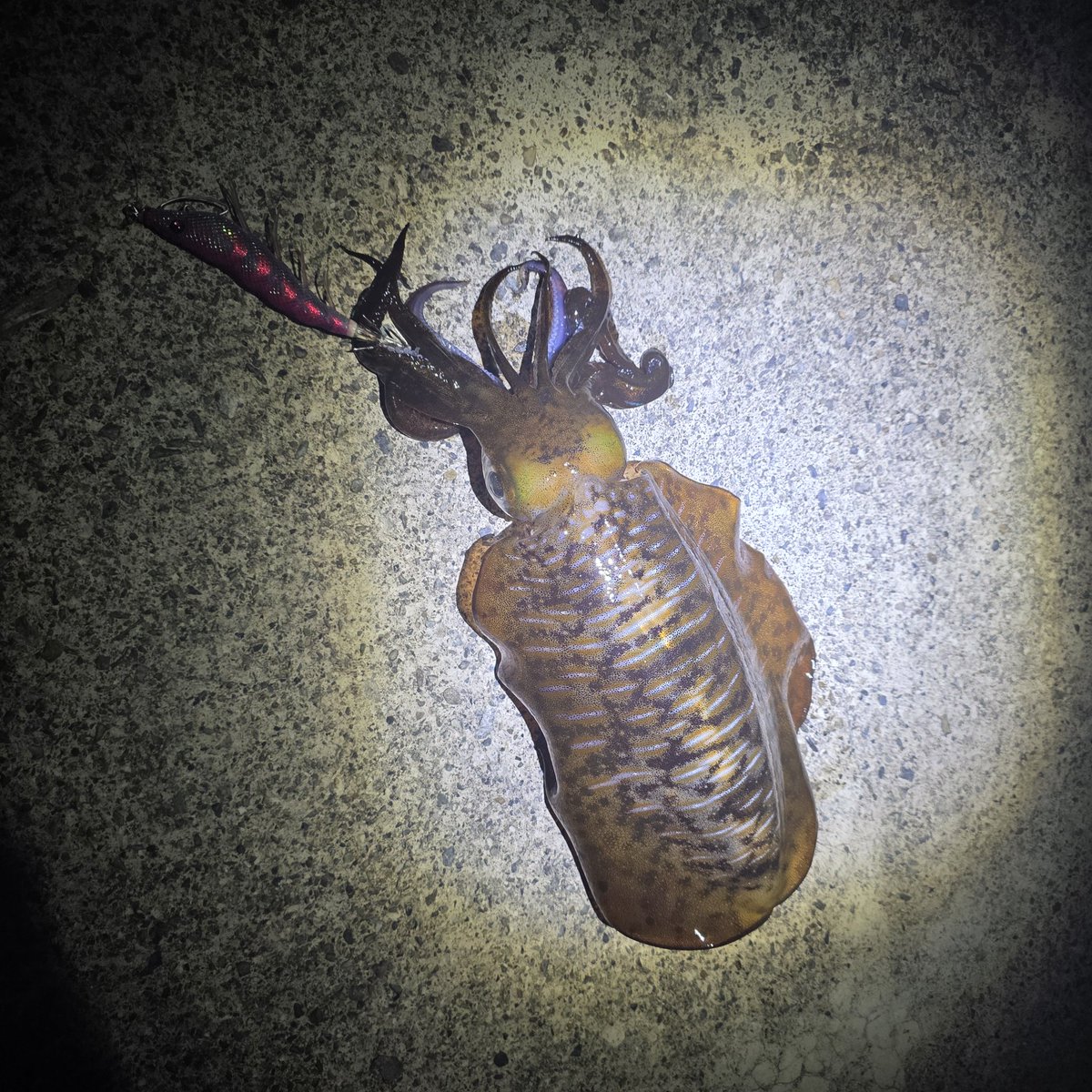 n_elfi_r's tweet image. この前急遽イカ釣り行くことに😏
1時間もしてないけど2杯釣れて大満足🥺