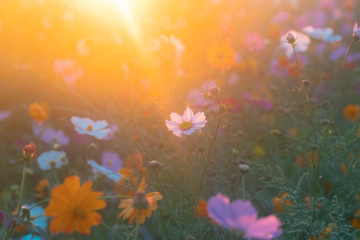 tsumugi_pt999's tweet image. 秋の朝の静けさが恋しくて。