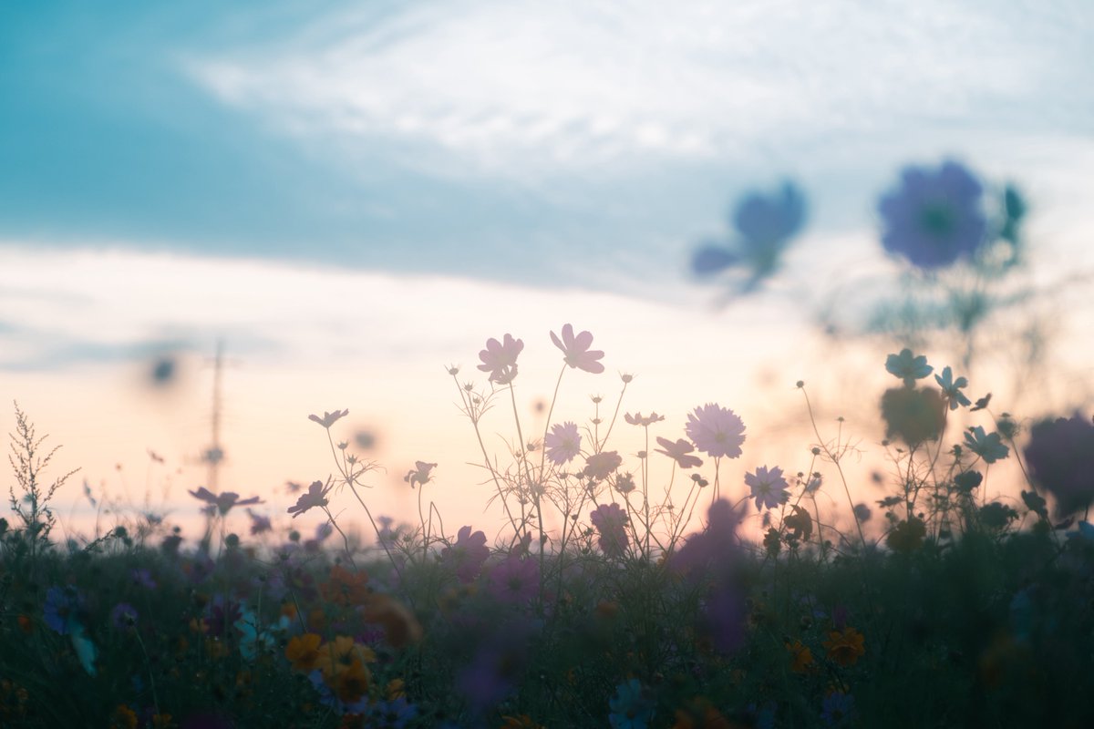 tsumugi_pt999's tweet image. 秋の朝の静けさが恋しくて。