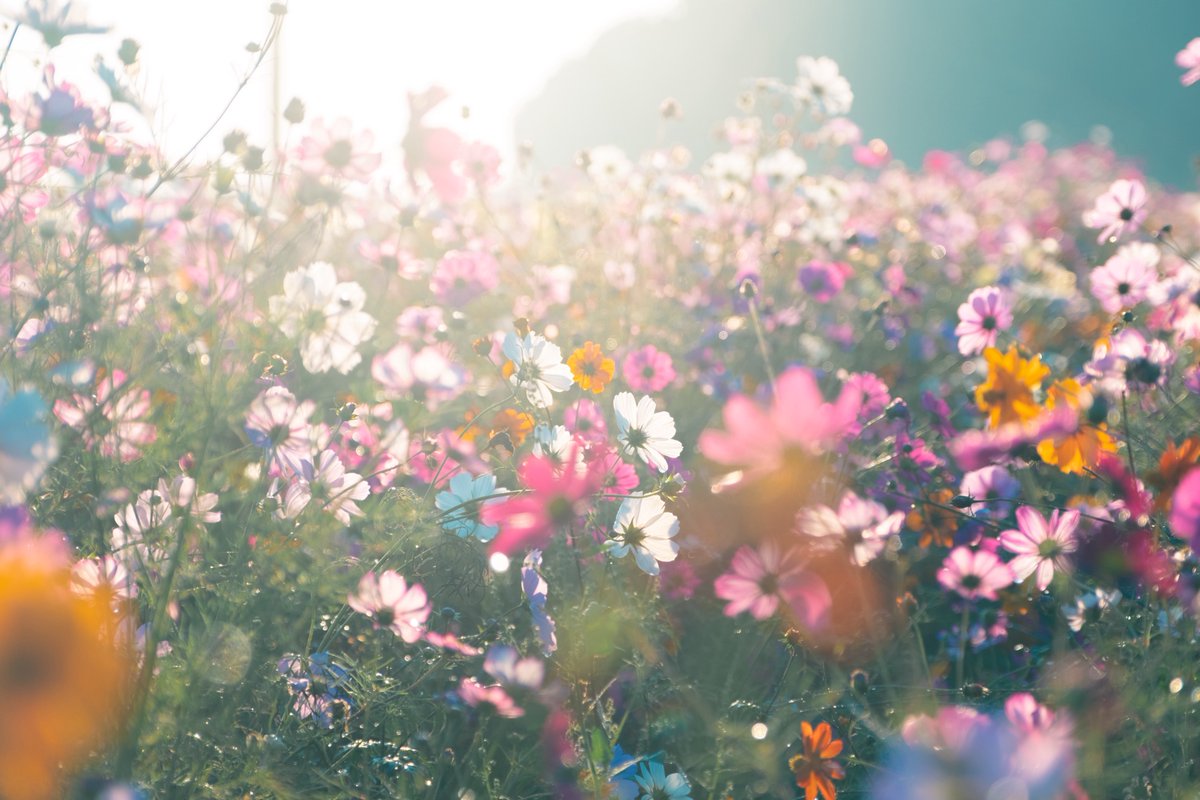 tsumugi_pt999's tweet image. 秋の朝の静けさが恋しくて。