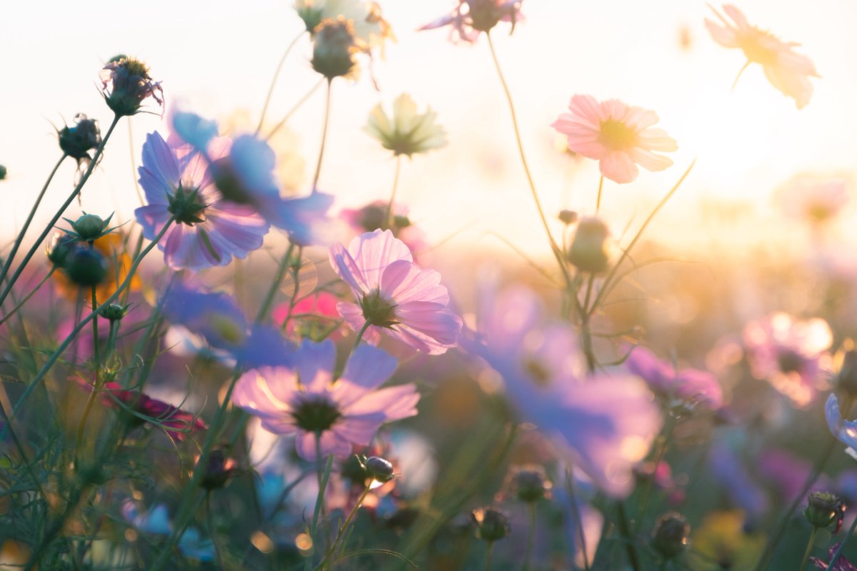 tsumugi_pt999's tweet image. 秋の朝の静けさが恋しくて。