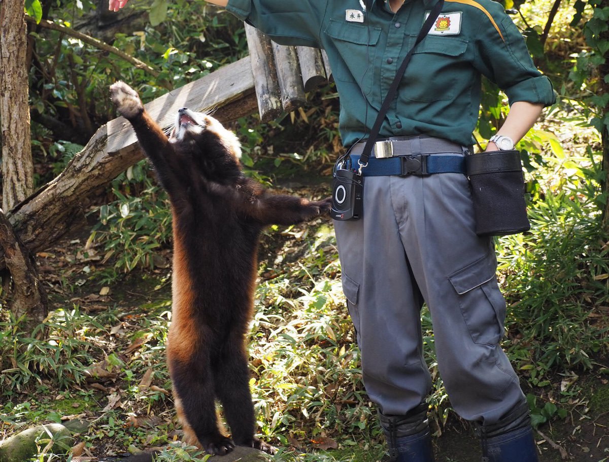 HourlyWah's tweet image. [🔗](api.tinyfox.dev/hourly/wahs/ph…)