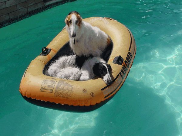 this is my captain , he has 15 years of experience