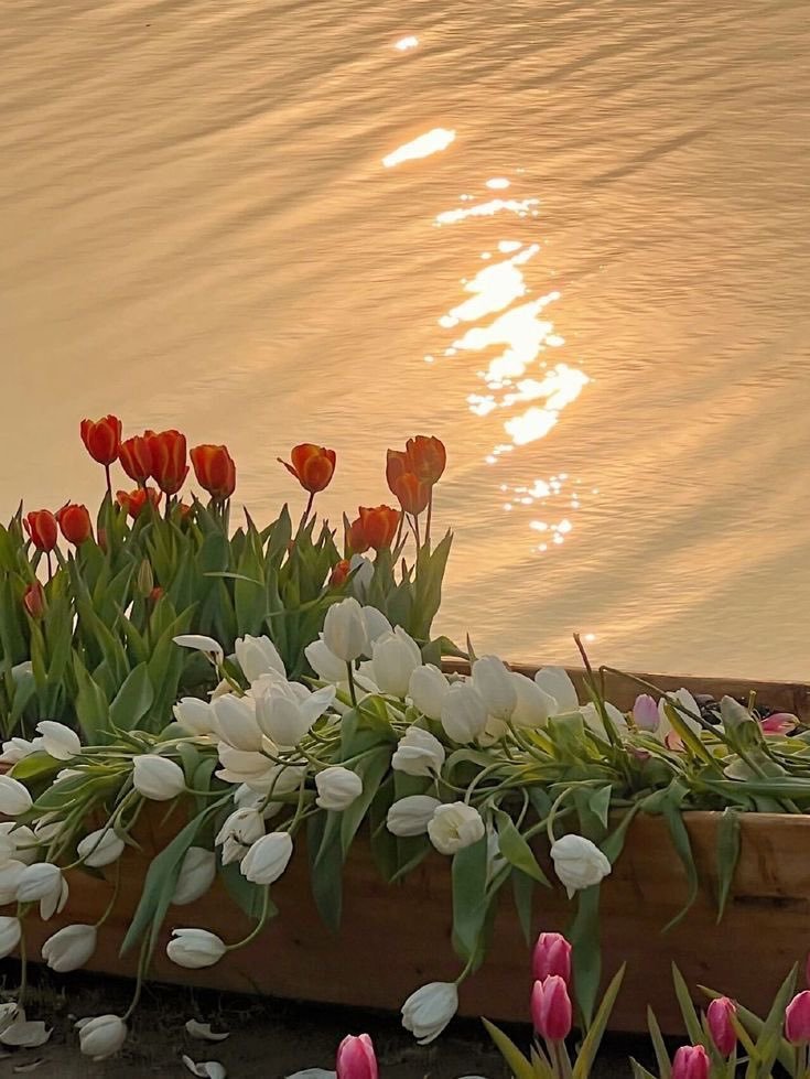 heart_jpg's tweet image. Tulips by the river 🌷