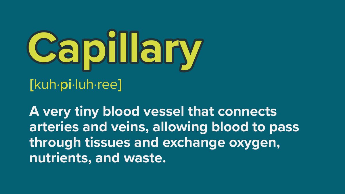 gsc1's tweet image. #ScienceWordOfTheWeek

🩸 Capillary - A very tiny blood vessel that connects arteries and veins, allowing blood to pass through tissues and exchange oxygen, nutrients, and waste.
