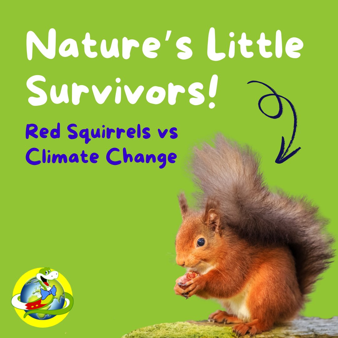 🐍 Great news! Red squirrels are tougher than we thought – they can handle weather changes from climate change! 🌳 Let’s protect their homes from pessssky grey squirrels. Jake x 🐿️

bbc.in/46opyhJ

#redsquirrel #nature #wildlife #natureforkids #wildlifeeducation