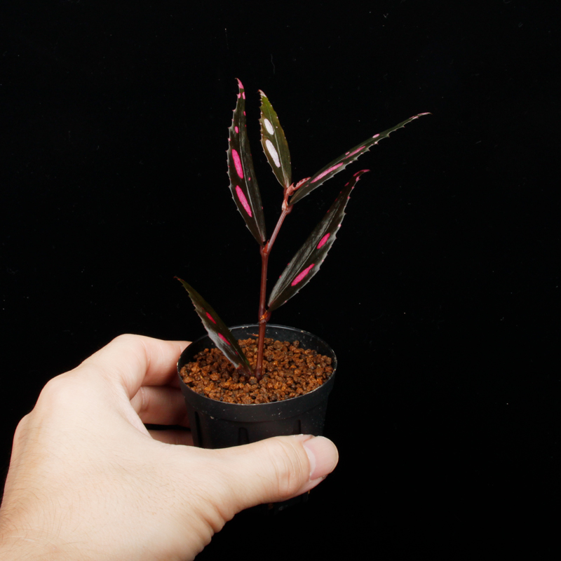 値下げ交渉可　ミストメーカー他　観賞魚＆爬虫類ビバリウム・テラリウム作成セット グラスガーデン N160 メダカ飼育セット ｜ 魚づくりは水作り｜水