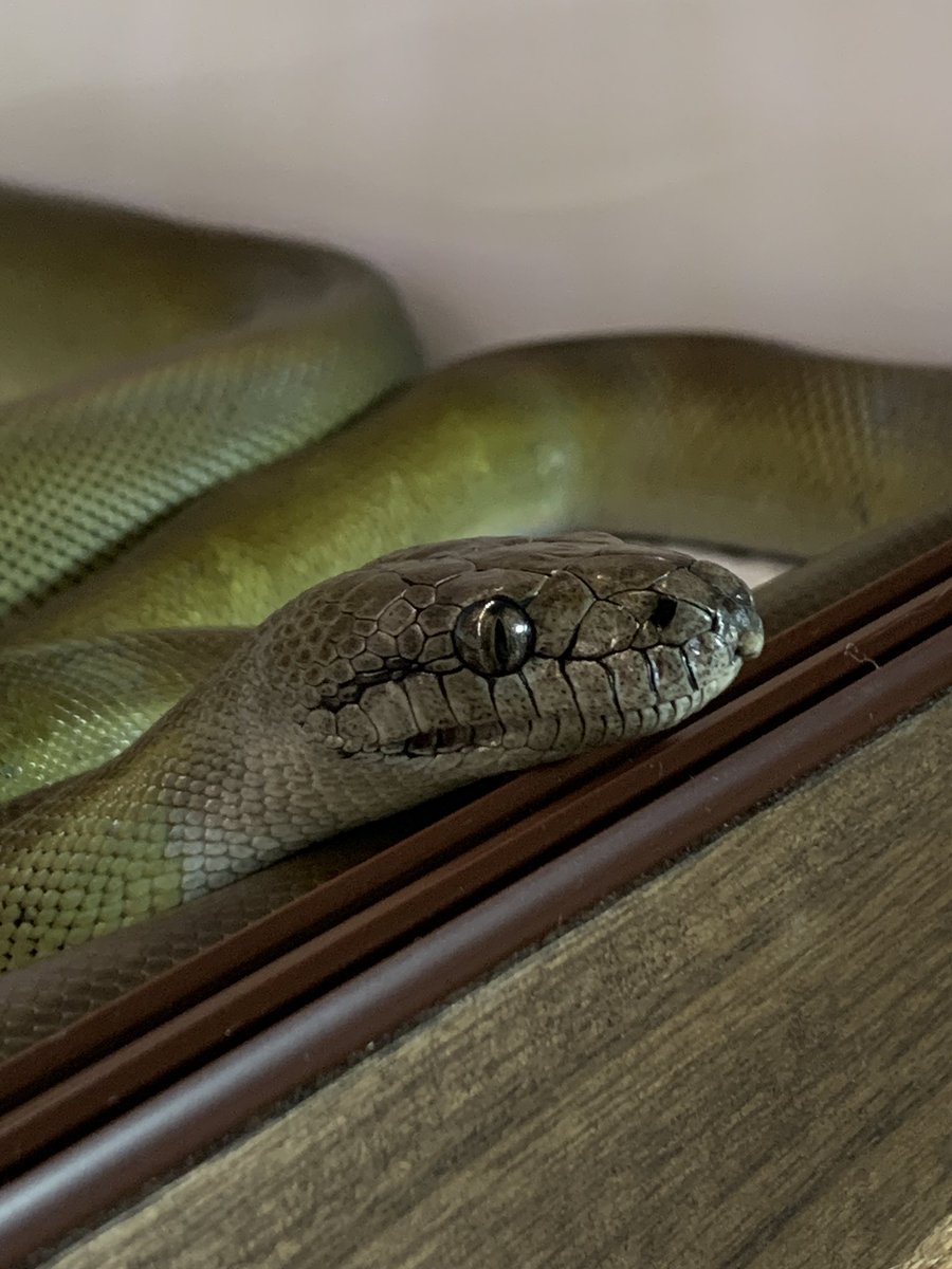 顎乗せ🐍
自分が可愛いってわかってるやろ💕

#パプアンパイソン