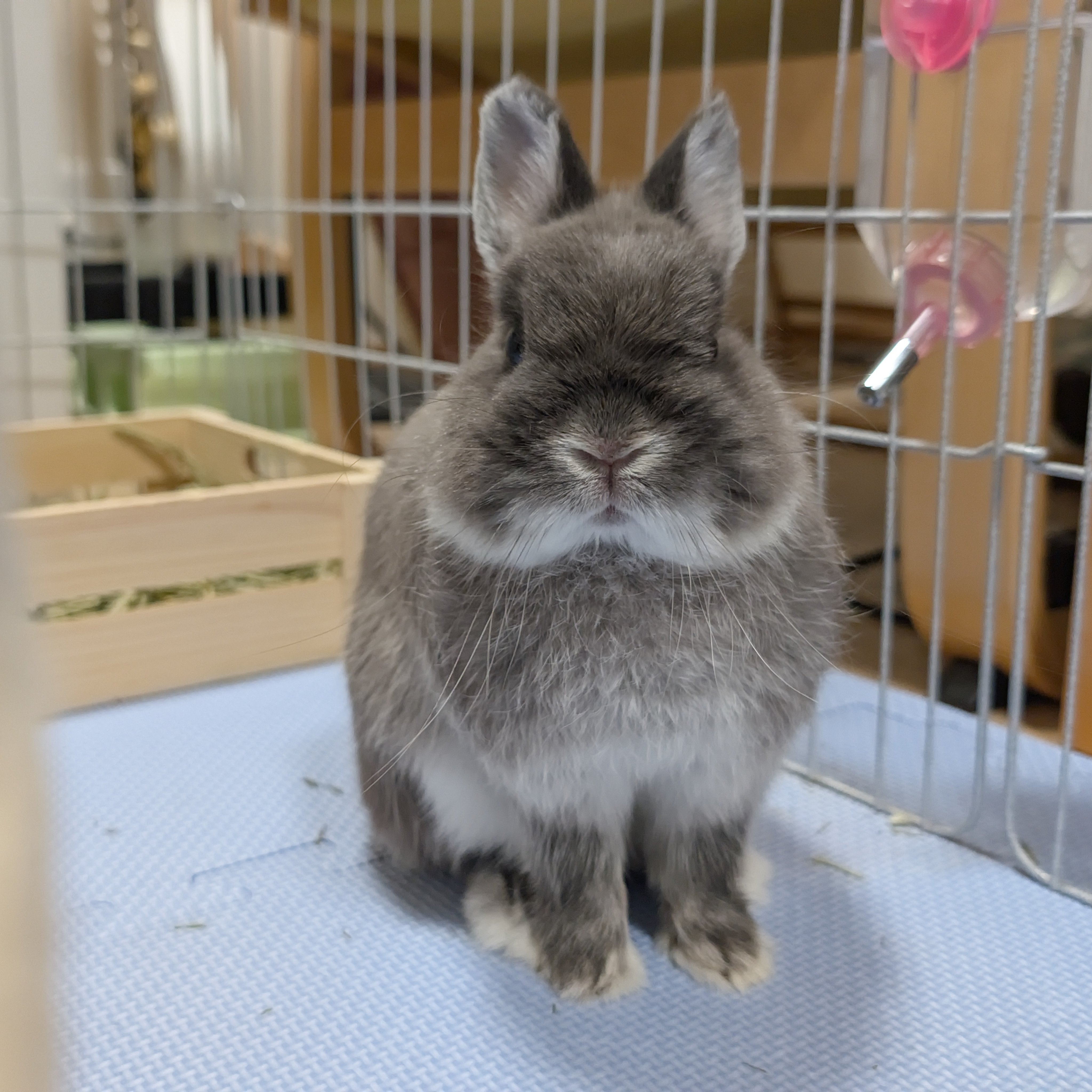 うさぎのアッシュ on X: 