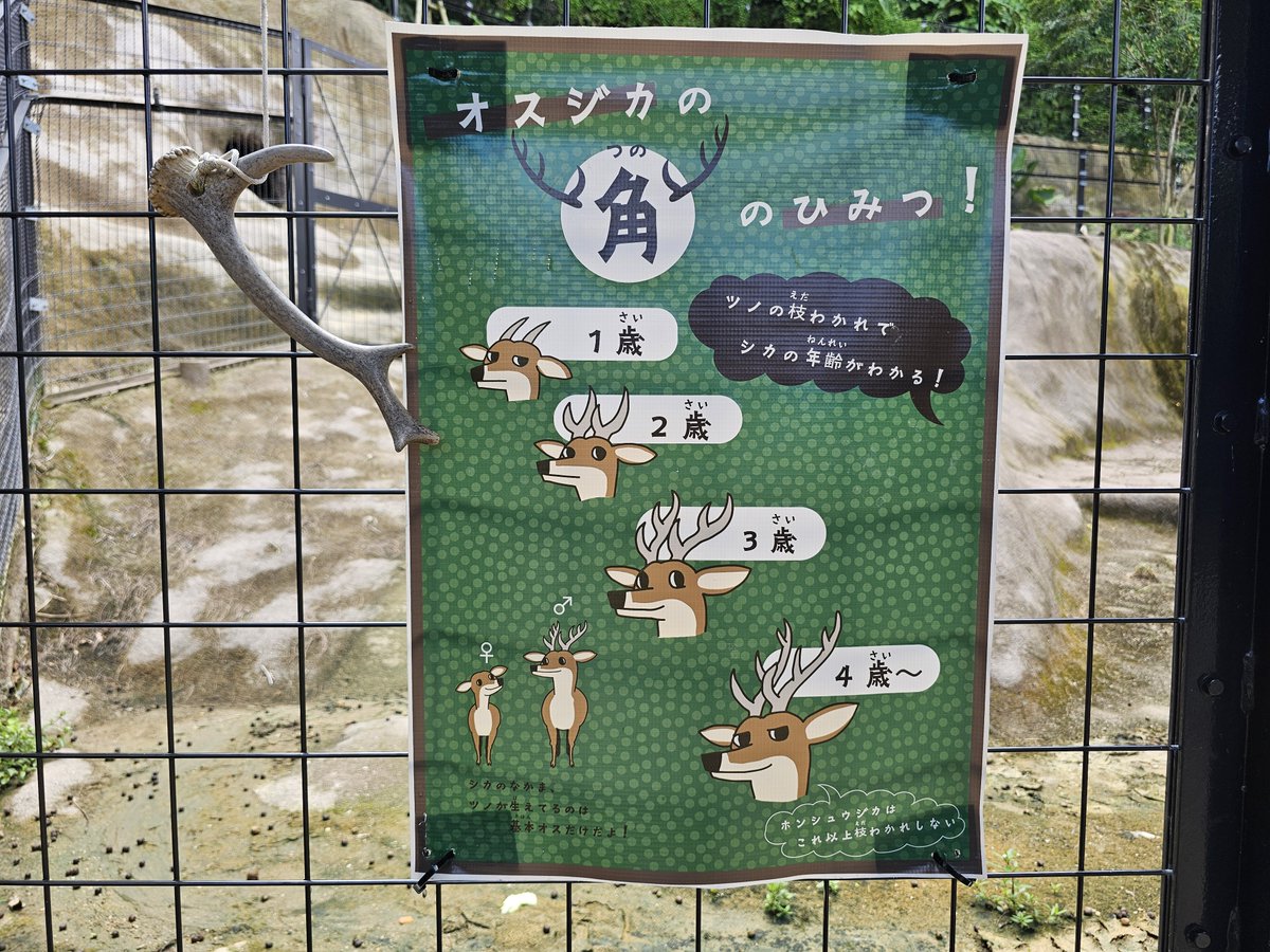 沖縄こどもの国 Okinawa Zoo & Museum(公式) (@OkinawaZoo) / X
