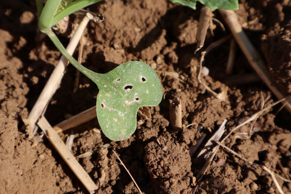 Comment réagir face à la présence des #altises dans les parcelles de #colza ? Mathieu Dulot de Terres Inovia décrypte la situation sur la Zone Nord &amp; Est
🔗👉terresinovia.fr/-/comment-reag…