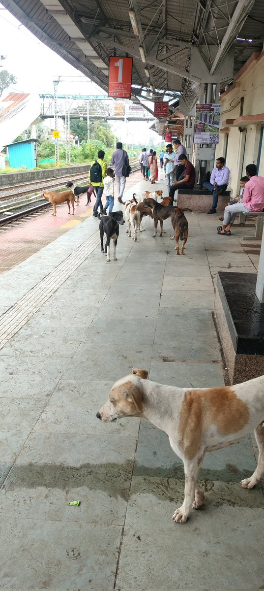 PranitSPawar1's tweet photo. हे आसनगाव स्थानकातील चित्र, भटके कुत्रे इतके कसे काय आले? स्टेशन मास्तर किंवा रेल्वे प्रशासन याकडे लक्ष देईल का? कोणाला चावा घेतल्यास जागे होणार का? @RailwaySeva @GM_CRly @drmmumbaicr @RPFCR https://t.co/u7MDEXvjL7
