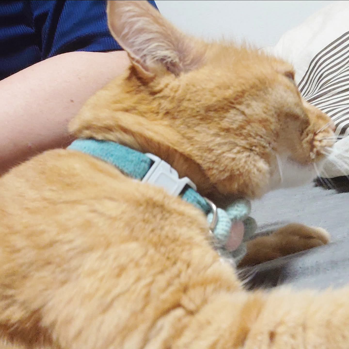 ネコ好きかよちゃんページ maxresdefault.jpg