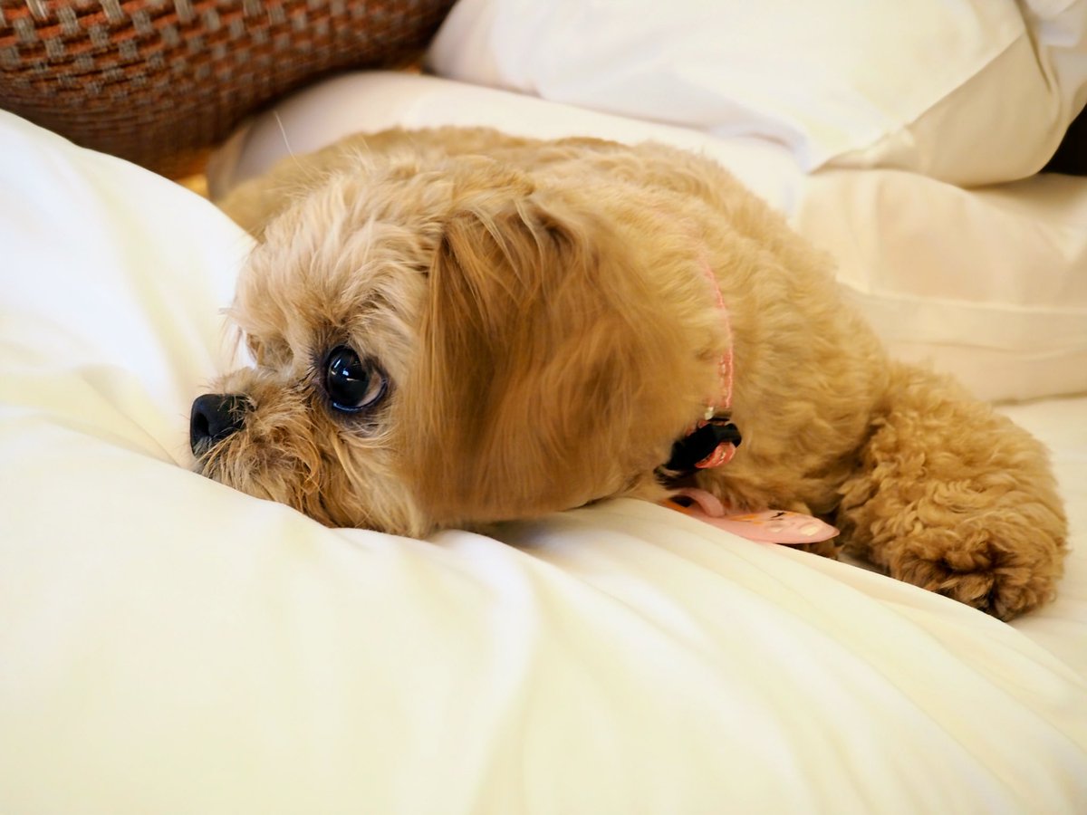 tak_SEDIC_ino's tweet image. ﾜﾝｺ初お泊りin鴨川🐕
#bluedog#アニコム