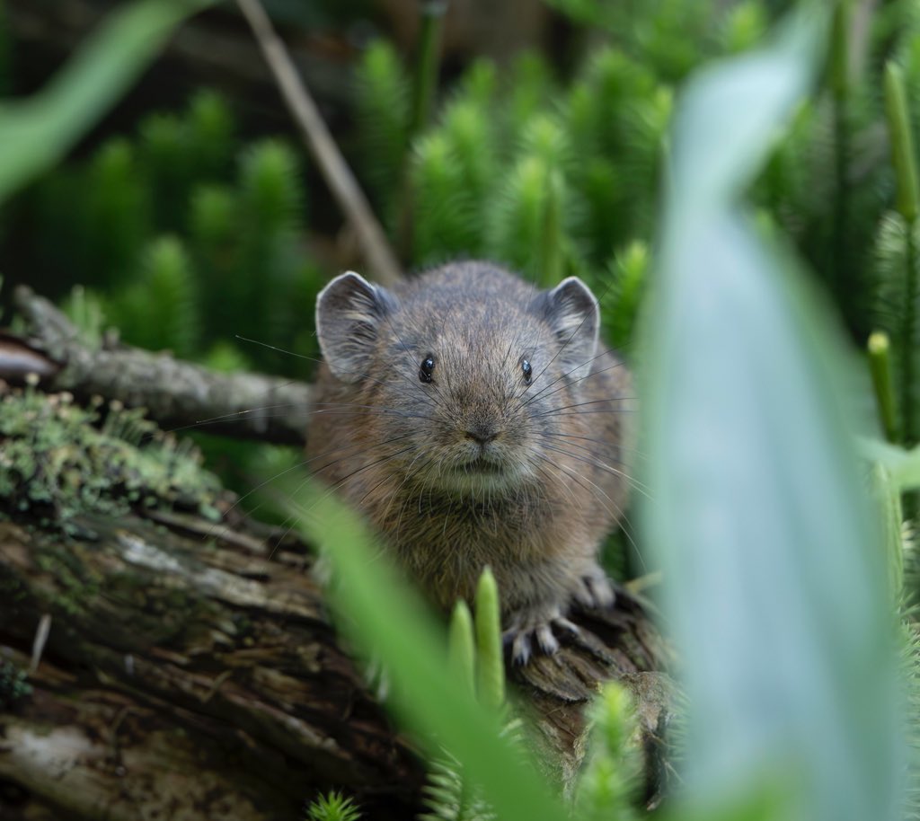 北海道の野生動物が大好きな高校生です。
沢山の人に癒しが届きますように🍀
フォローして頂けたらとても嬉しいです♪
