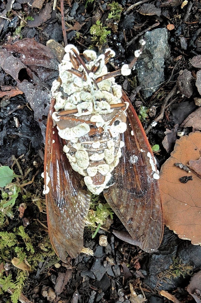 派手にやられてます