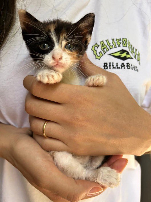 Eveeet ortalığı Calico güzeller bastı diyebiliriz😻
YUVA 🏘️🙏

Beşiktaş/İstanbul

Şuan korumada ama zamanı çok kısıtlı,sağlıklı bir can destek verilecek.

<a href="/AysemOzleyis/">Ayşem Özleyiş Oğuz 🌱</a>