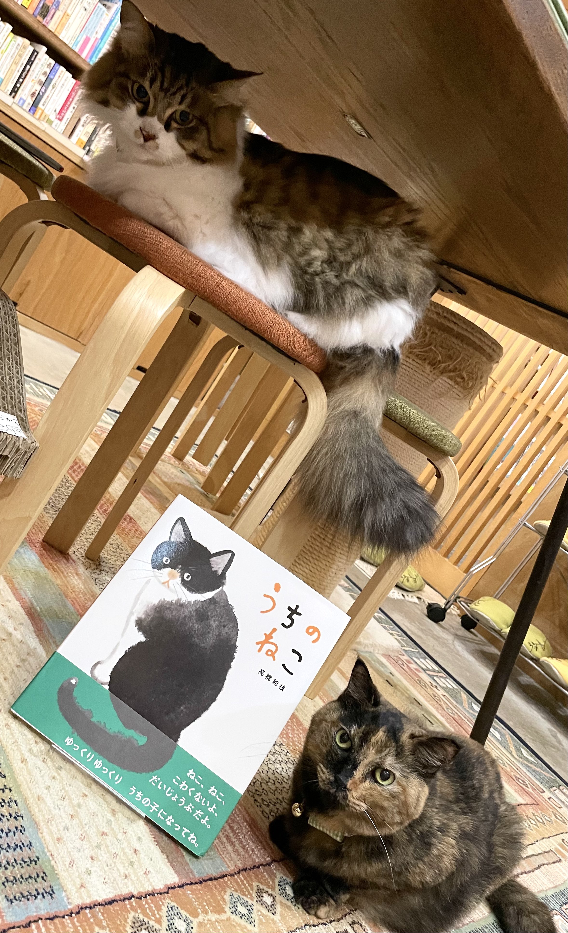ねこねこ横丁 (@nekoyoko_web) / X