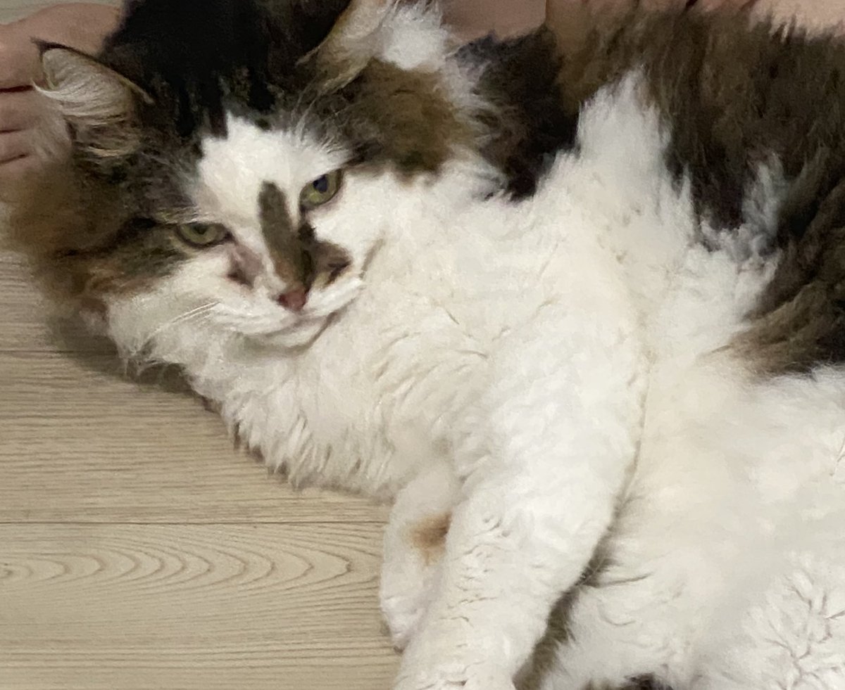 Ughhh I'm having major separation anxiety thinking about the cat I left at home 😭💔 My soul is not complete without themmm...

집사 분리불안에 울적해져…. 고앵구들 보고 싶음…