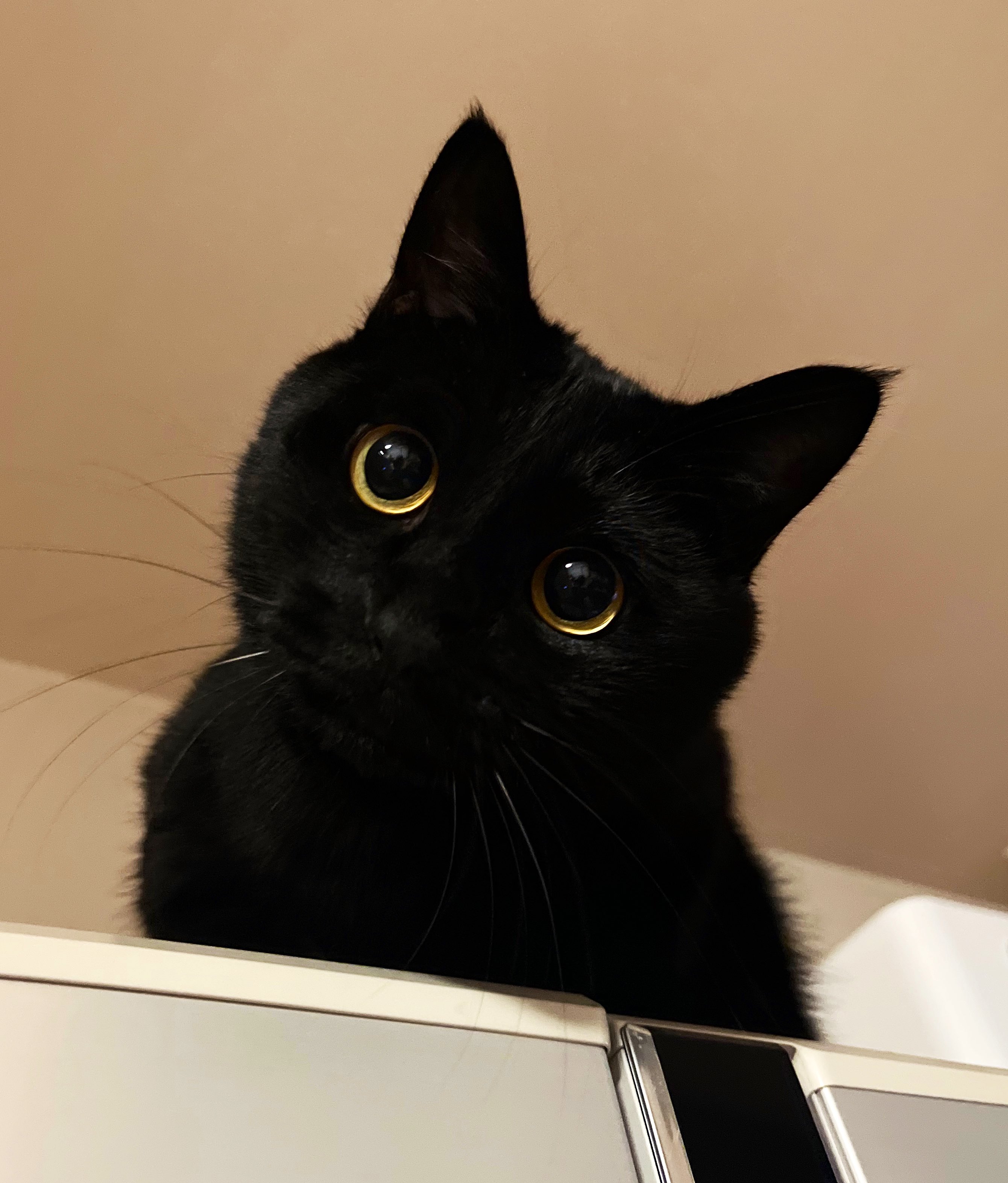 黒猫3 うに3才 on X: 