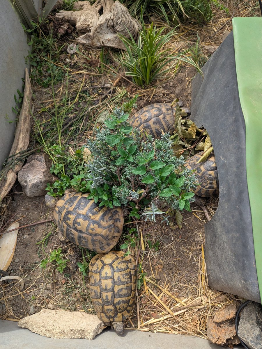 Die Schildkröten 🐢 tweet media