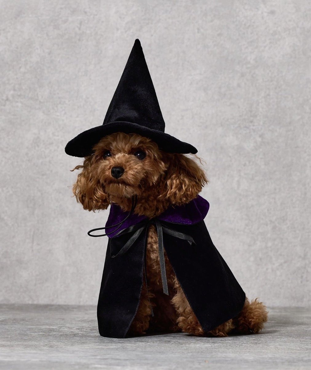 スリーコインズのペット向けハロウィン可愛すぎるこの写真のポストカード欲しい