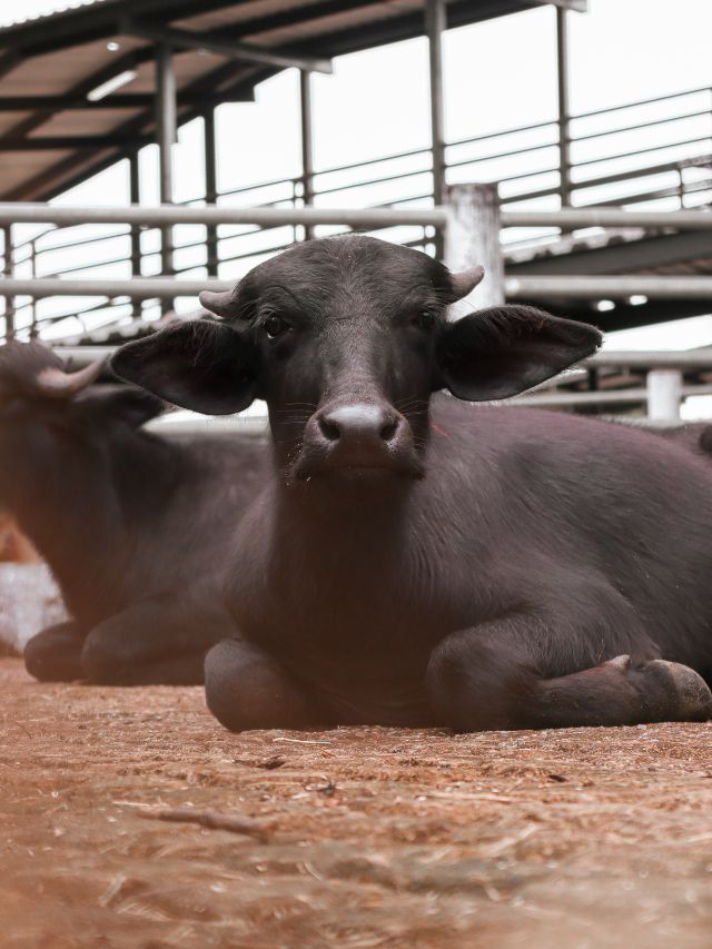 kisanindianews's tweet photo. पशुपालकों के लिए ‘काला सोना’ है ये भैंस, जानें खासियत!
#buffalofarming #agriculture #kisanindia #agribusiness
यहां जानें: https://t.co/6hZrOe844H https://t.co/rd28H29qmY