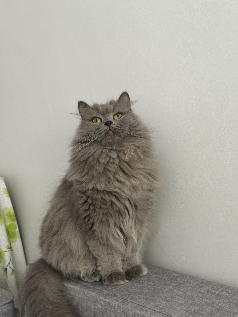 zhlnrl's tweet image. 3 yaşlarında, dişi, kısır, çipi mevcut, iç ve dış parazit uygulamaları düzenli yapılıyor.
Cam ve balkonlara file veya kilitli sineklik şartıyla yuva arıyorum. İstanbul’dayız.
İlgilenenler dm’den bana ulaşabilir🎈