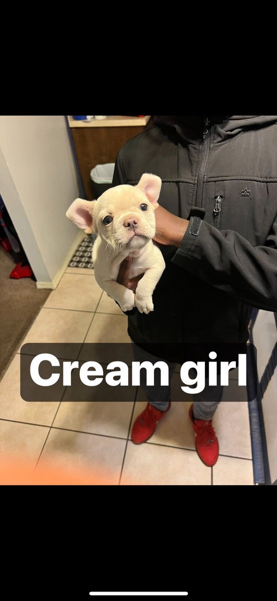 tdogg405's tweet photo. Cream girl 1k, blue &amp; tan boy $1500 Merle boy 2k https://t.co/RoIiiznocV