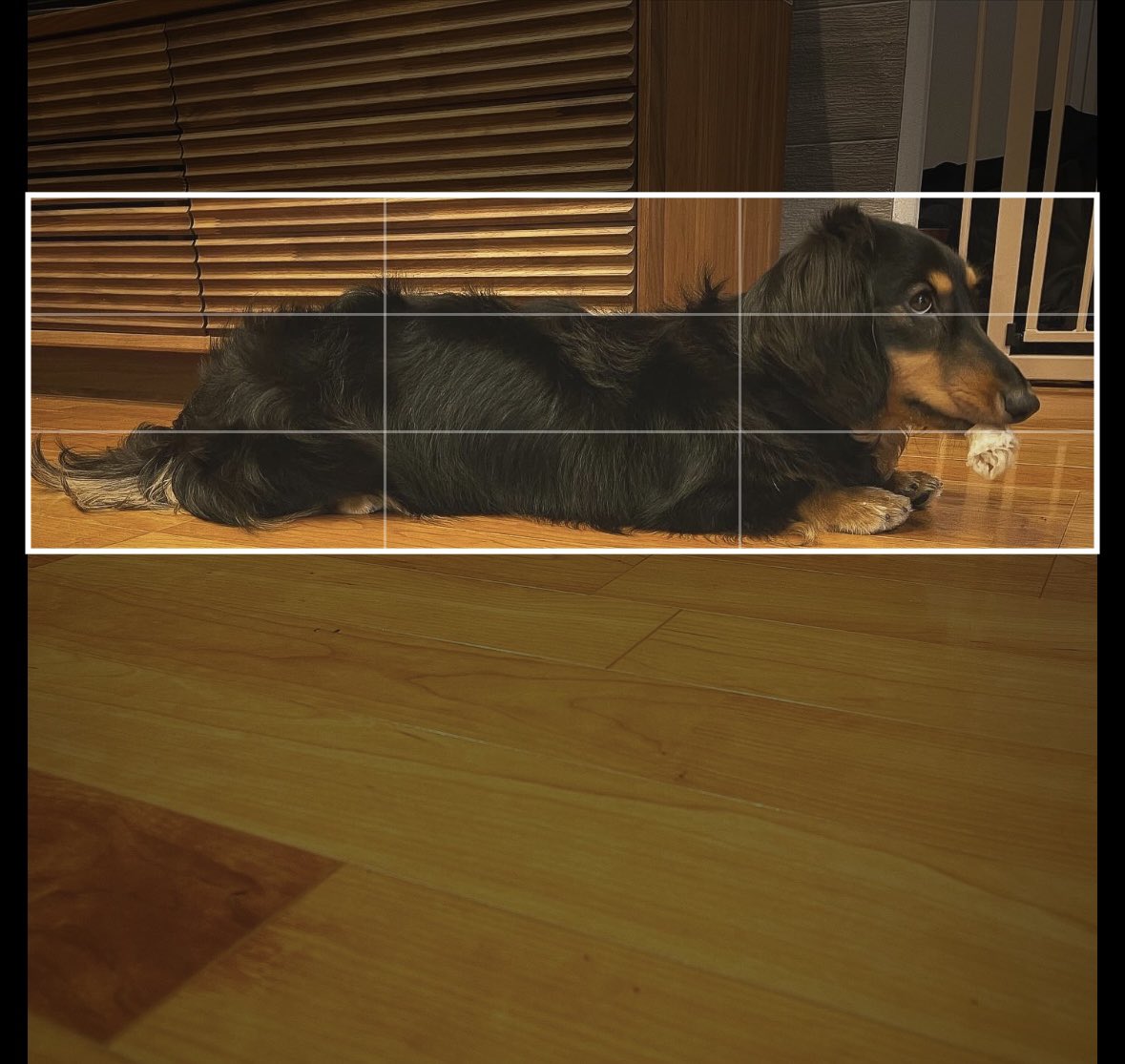 ダックスはしっかりヘッダーに収まっちゃうんだよなぁ

#ダックスフンド #カニンヘンダックス