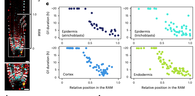 Crisanto Gutierrez (@cg_ath) on Twitter photo A long journey, but pleased to report how a #PLETHORA-#RETINOBLASTOMA pathway interaction drives a G1 duration gradient in #Arabidopsis #root #meristem #plant #cellcycle <a href="/NaturePlants/">Nature Plants</a>
nature.com/articles/s4147…
<a href="/CBM_CSIC_UAM/">Centro de Biología Molecular Severo Ochoa</a> <a href="/CSIC/">CSIC</a> <a href="/CBGP_Madrid/">CBGP</a> <a href="/UAM_Madrid/">UAM Autónoma Madrid</a> <a href="/b_desvoyes/">Ben</a> A long journey, but pleased to report how a #PLETHORA-#RETINOBLASTOMA pathway interaction drives a G1 duration gradient in #Arabidopsis #root #meristem #plant #cellcycle <a href="/NaturePlants/">Nature Plants</a>
nature.com/articles/s4147…
<a href="/CBM_CSIC_UAM/">Centro de Biología Molecular Severo Ochoa</a> <a href="/CSIC/">CSIC</a> <a href="/CBGP_Madrid/">CBGP</a> <a href="/UAM_Madrid/">UAM Autónoma Madrid</a> <a href="/b_desvoyes/">Ben</a>