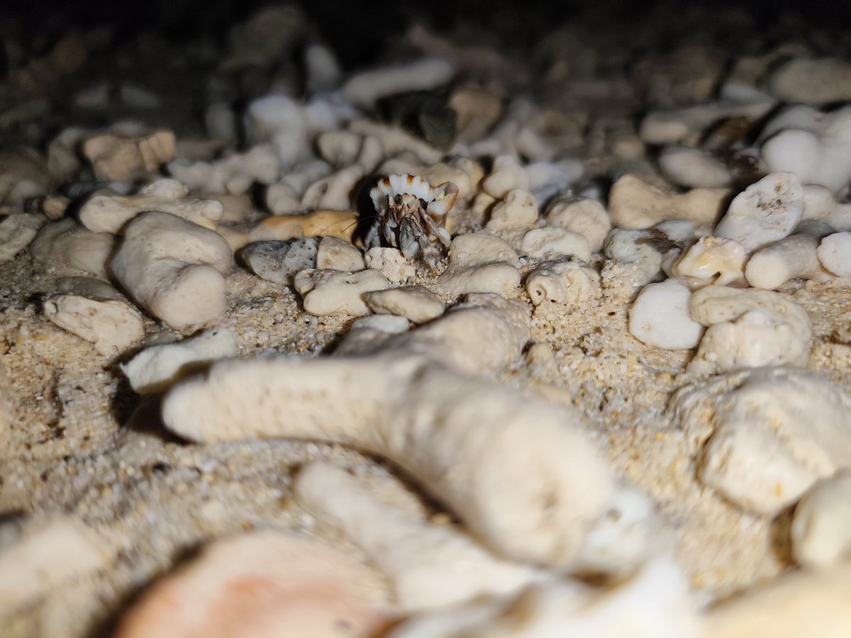 stayriced tweet media