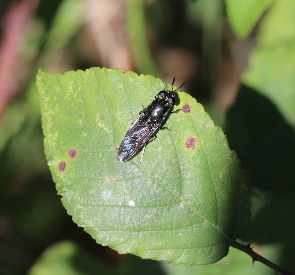 Martin Hey tweet media